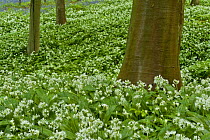 Wild garlic (Allium ursinum) flowering in Beech wood, Hallerbos, Belgium, April 2009