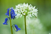 Wild garlic (Allium ursinum) and Bluebell (Hyacinthoides non-scripta / Endymion non-scriptum) in flower, Beech wood, Hallerbos Belgium, April 2009