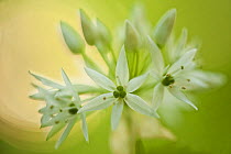 Close-up of Wild garlic (Allium ursinum) flowers, Hallerbos, Belgium, April 2009