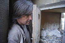 Peregrine falcon (Falco peregrinus) nest being checked, Sagrada familia, Barcelona, Spain, April 2009