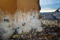 Peregrine falcon (Falco peregrinus) chicks in nest, Sagrada Familia, Barcelona, Spain, April 2009