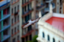Peregrine falcon (Falco peregrinus) in flight, Barcelona, Spain, April 2009