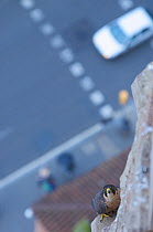Looking down to road and Peregrine falcon (Falco peregrinus) perched on Sagrada Familia, Barcelona, Spain, April 2009