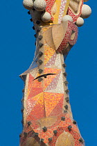 Peregrine falcon (Falco peregrinus) flying in front of one of the spires of the Sagrada familia cathedral, designed by Gaudi, Barcelona, Spain, April 2009