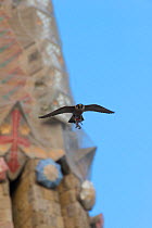 Peregrine falcon (Falco peregrinus) flying by the Sagrada familia cathedral carrying prey remains, Barcelona, Spain, April 2009