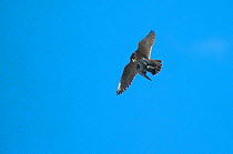 Peregrine falcon (Falco peregrinus) in flight carrying prey, Barcelona, Spain, April 2009