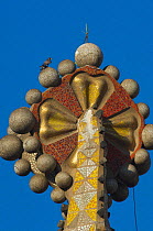 Peregrine falcon (Falco peregrinus) on one of the Sagrada familia cathedral spires, designed by Gaudi, Barcelona, Spain, April 2009