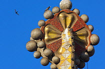 Peregrine falcon (Falco peregrinus) on one of the Sagrada familia Cathedral spires, designed by Gaudi, Barcelona, Spain, April 2009