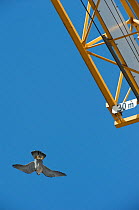 Peregrine falcon (Falco peregrinus) flying past a crane, Barcelona, Spain, April 2009