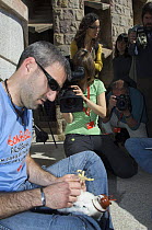 Peregrine falcon (Falco peregrinus) chick being ringed with people watching taking photographs and filming, Sagrada Familia Cathedral, Barcelona, Spain, April 2009