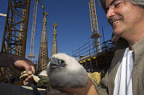 Peregrine falcon (Falco peregrinus) chick being ringed, Sagrada familia cathedral, Barcelona, Spain, April 2009