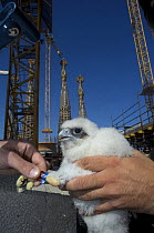 Peregrine falcon (Falco peregrinus) chick with new rings, Sagrada familia cathedral, Barcelona, Spain, April 2009