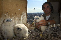 Peregrine falcon (Falco peregrinus) chicks, one being put back in nest after being ringed, Sagrada familia cathedral, Barcelona, Spain, April 2009