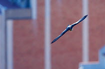 Peregrine falcon (Falco peregrinus) in flight, Barcelona, Sagrada familia cathedral, Spain, April 2009