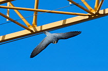 Peregrine falcon (Falco peregrinus) flying past crane, Barcelona, Spain, April 2009