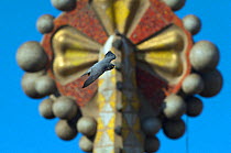 Peregrine falcon (Falco peregrinus) flying past one of the Sagrada familia cathedral spires, Barcelona, Spain, April 2009