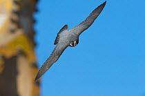 Peregrine falcon (Falco peregrinus) in flight, Barcelona, Spain, April 2009