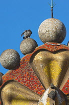 Peregrine falcon (Falco peregrinus) on one of the Sagrada familia cathedral spires, Barcelona, Spain, April 2009