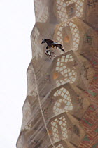 Peregrine falcon (Falco peregrinus) flying past a spire of the Sagrada familia cathedral carrying prey (pigeon) in its beak, Barcelona, Spain, April 2009
