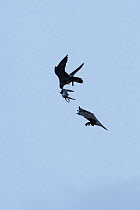 Silhouette of Peregrine falcon (Falco peregrinus) male passing pigeon prey to female for her to feed the chicks,, Barcelona, Spain, April 2009