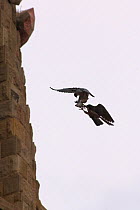 Silhouette of Two Peregrine falcons (Falco peregrinus) male passing pigeon prey to female for her to feed the chicks, Sagrada familia cathedral, Barcelona, Spain, April 2009