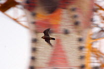 Peregrine falcon (Falco peregrinus) flying past a spire of the Sagrada familia cathedral and a crane, Barcelona, Spain, April 2009