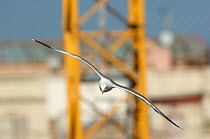 Yellow legged gull (Larus michahellis) in flight, Barcelona, Spain, May 2009