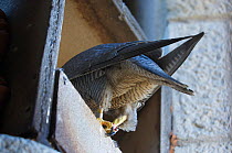 Rear view of Peregrine falcon (Falco peregrinus) standing at the edge of nest, looking in, Sagrada familia cathedral, Barcelona, Spain, May 2009