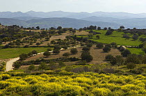 Landscape with Olive groves, near Polis, Cyprus, April 2009
