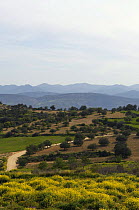 Landscape with Olive groves, near Polis, Cyprus, April 2009