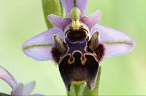 Close-up of Bee orchid (Ophrys cornuta) flower, Akamas peninsula, Cyprus, April 2009