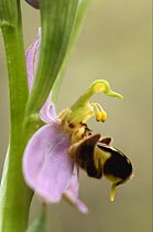 Bee orchid (Ophrys cornuta) flower, Akamas peninsula, Cyprus, April 2009