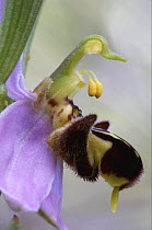 Close-up of Bee orchid (Ophrys cornuta) flower, Akamas peninsula, Cyprus, April 2009