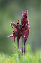 Heart flowered serapias orchids (Serapias cordigera) in flower, Akamas peninsula, Cyprus, April 2009