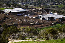 Goat farm on Akamas peninsula, Cyprus, April 2009