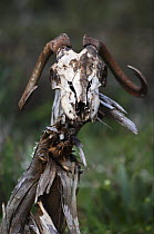 Goat skull, Akamas Peninsula, Cyprus, April 2009
