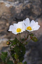 Sage leaved cistus (Cistus salvifloria) in flower, Akamas Peninsula, Cyprus, April 2009