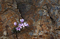 Endemic Rockcress (Arabis purpurea) in flower growing in crack in rock, Paphos forest, Troodos mountains, Cyprus, April 2009