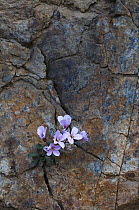 Endemic Rockcress (Arabis purpurea) flowers growing in rock crack, Paphos forest, Troodos mountains, Cyprus, April 2009