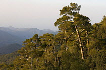 Pine forest in Troodos mountains, Cyprus, April 2009
