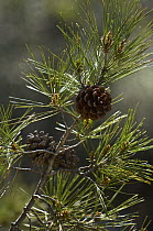 Cones on a European Black Pine (Pinus Nigra), Troodos mountains, Cyprus, April 2009