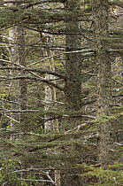 Cyprus cedar (Cedrus libani) forest, Cedar valley, Troodos mountains, April 2009