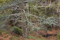 Cyprus cedar (Cedar libani) forest, Cedar valley, Troodos mountains, April 2009