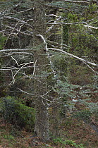 Cyprus cedar (Cedar libani) forest, Cedar valley, Troodos mountains, April 2009