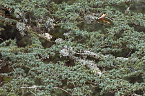 Cyprus cedar (Cedar libani) branch, Cedar valley, Troodos mountains, April 2009