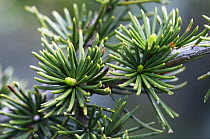 Cyprus cedar (Cedar libani) close-up of needles, Cedar valley, Troodos mountains, April 2009