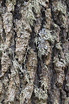 Close-up of Cyprus cedar (Cedar libani) bark with lichen growing on it, Cedar valley, Troodos mountains, April 2009