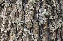 Cyprus cedar (Cedar libani) close-up of bark with lichen growing on it, Cedar valley, Troodos mountains, April 2009