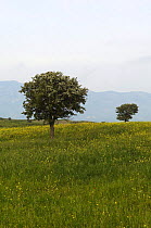 Trees in a meadow, Hisarköy, Northern Cyprus, April 2009