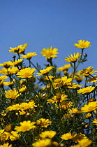 Crown daisies (Glebionis coronarium) in flower, Akamas Peninsula, Cyprus